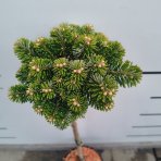 Jedľa Veitchova (Abies veitchii) ‘HEDDERGOTT’ - výška 50-60 cm, kont. C3L - NA KMIENKU